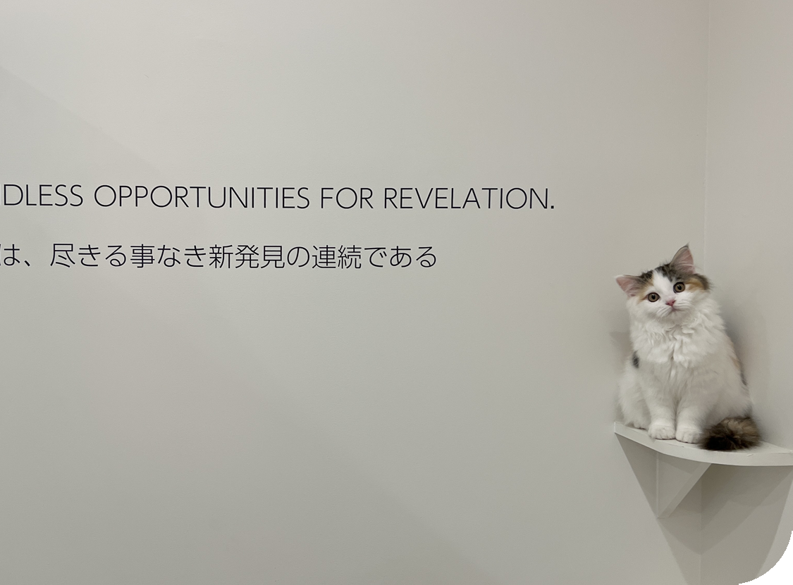猫カフェ ミャオ Cat Cafe Meow 日本 福岡 天神 大名