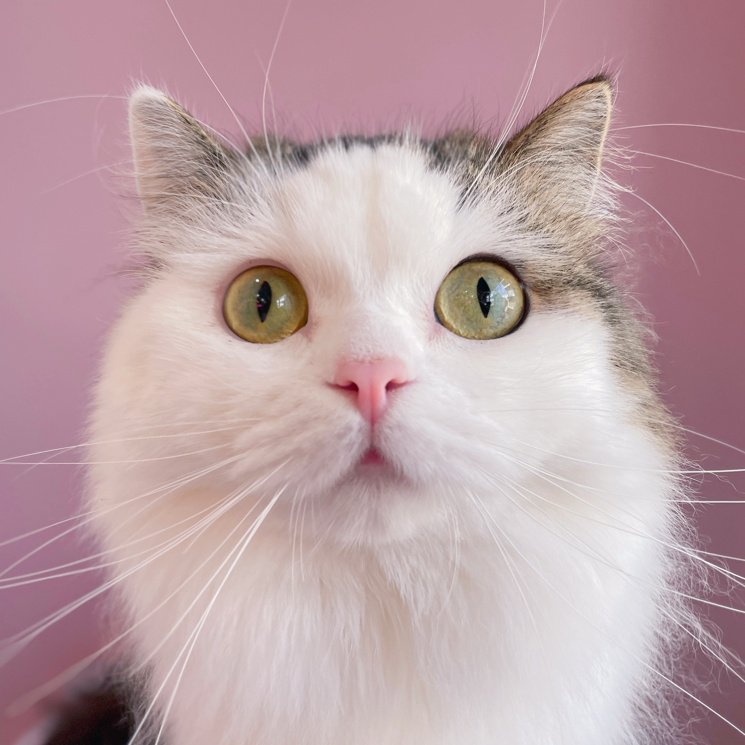 猫カフェ ミャオ Cat Cafe Meow 日本 福岡 天神 大名