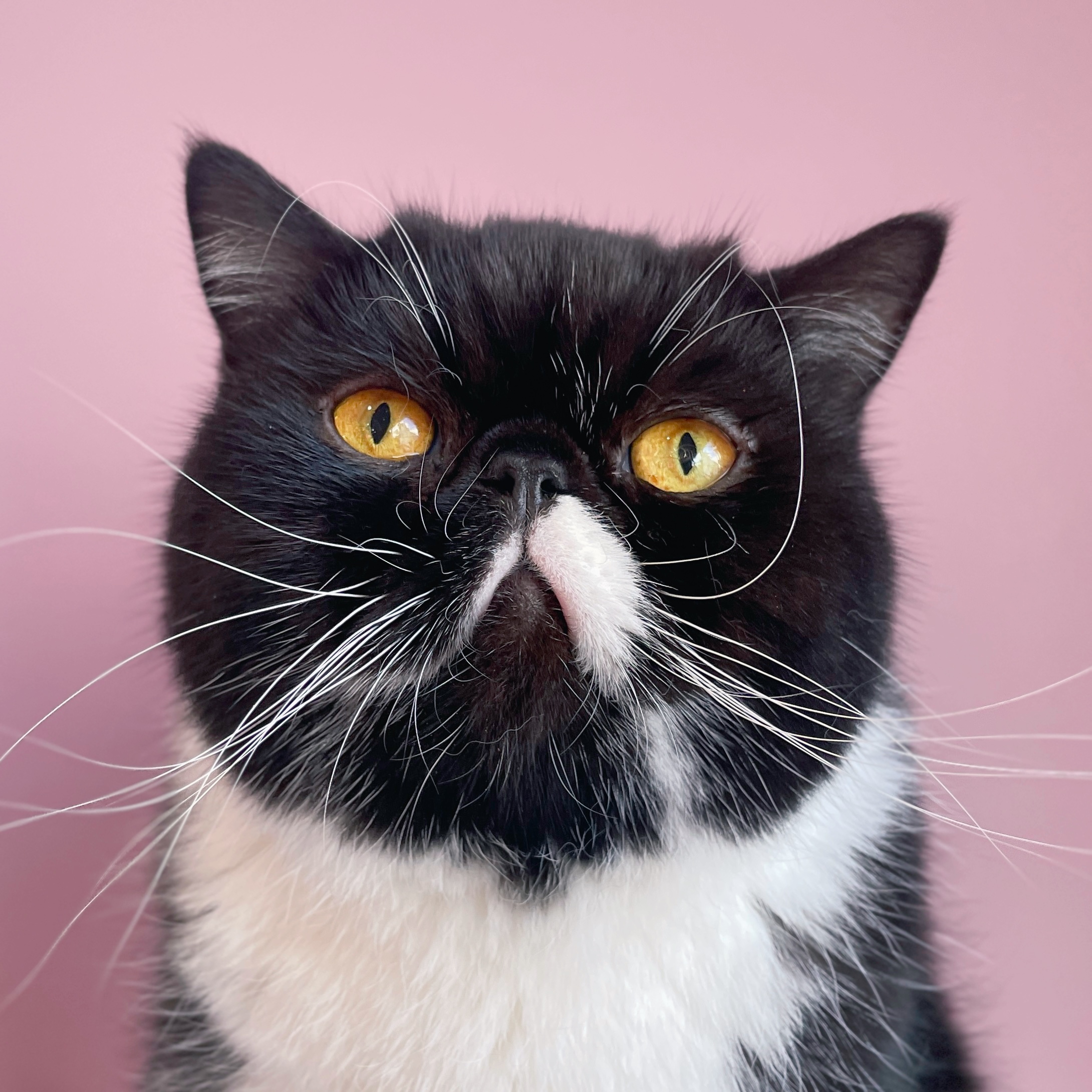 猫カフェ ミャオ Cat Cafe Meow 日本 福岡 天神 大名