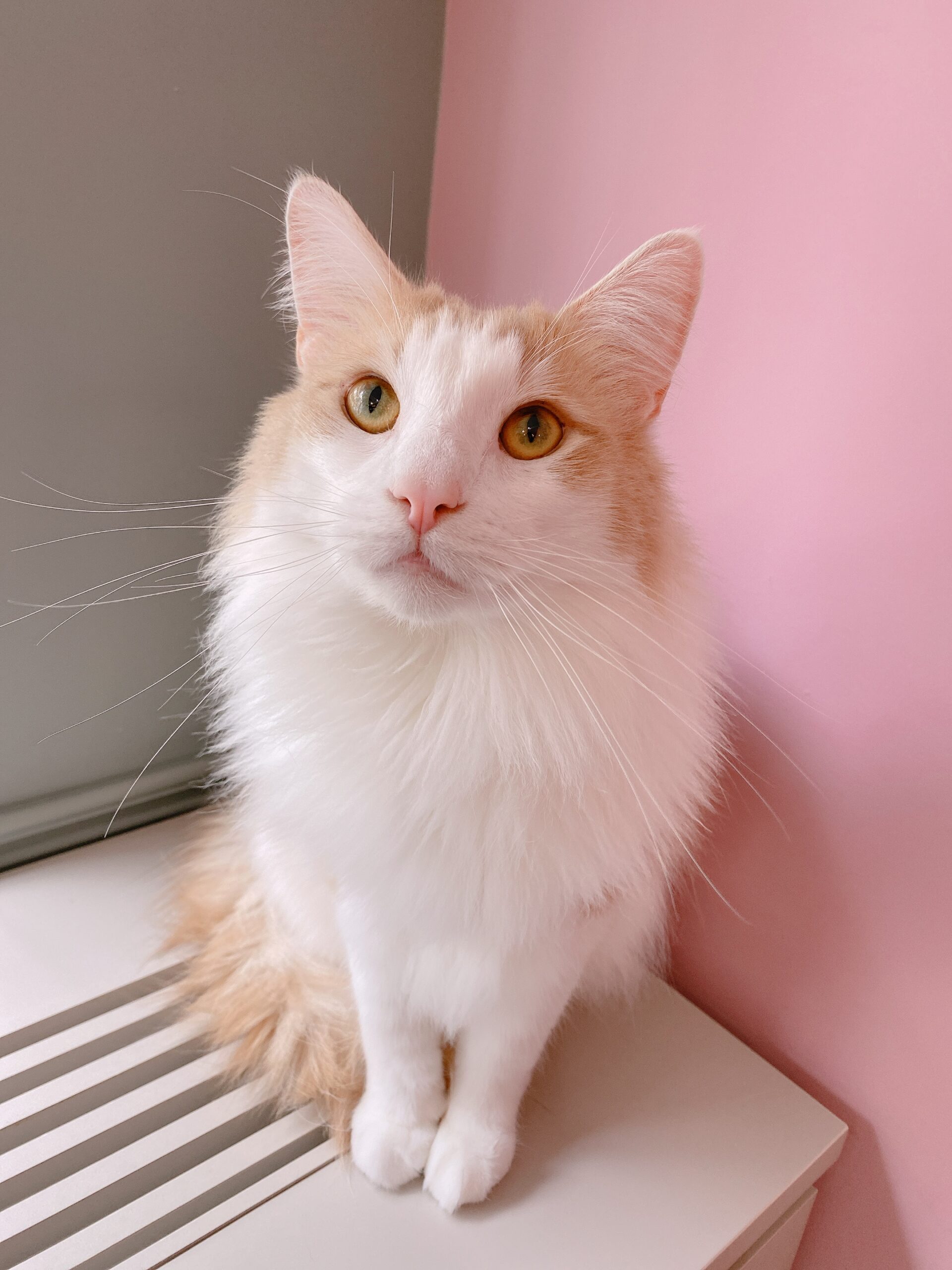 53 Characters猫 猫カフェ ミャオ Cat Cafe Meow 日本 福岡 天神 大名