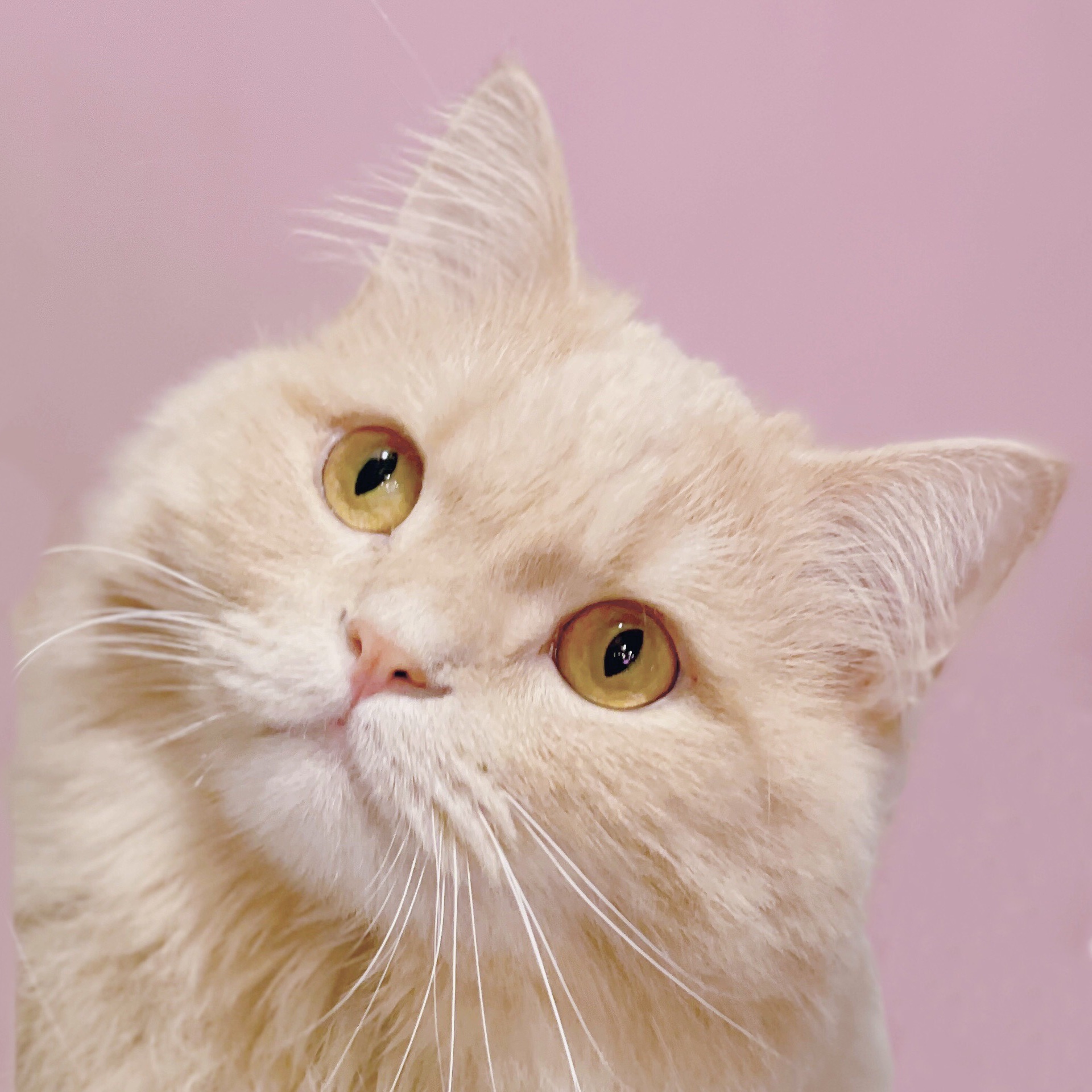 猫カフェ ミャオ Cat Cafe Meow 日本 福岡 天神 大名