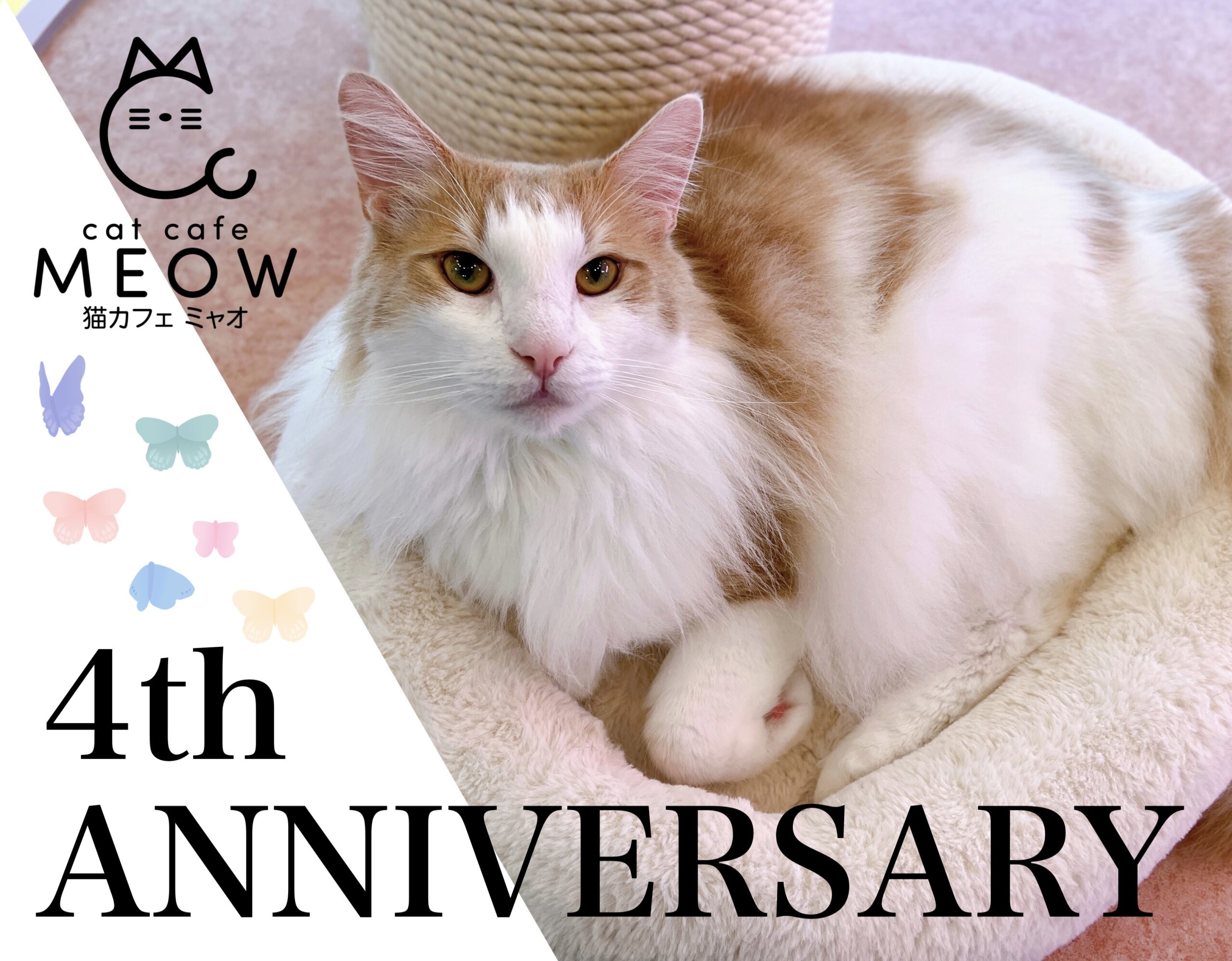 猫カフェ ミャオ Cat Cafe Meow 日本 福岡 天神 大名